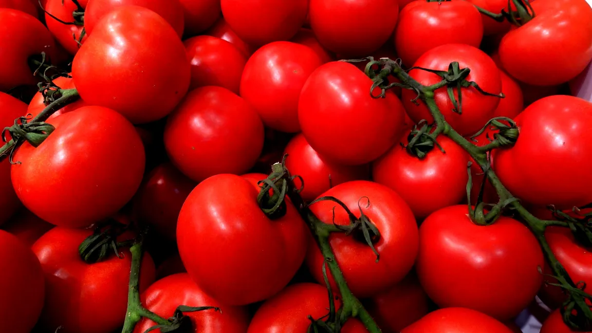 Nach optimaler Kultur: reiche und gesunde Ernte. Foto: Klaus Margraf