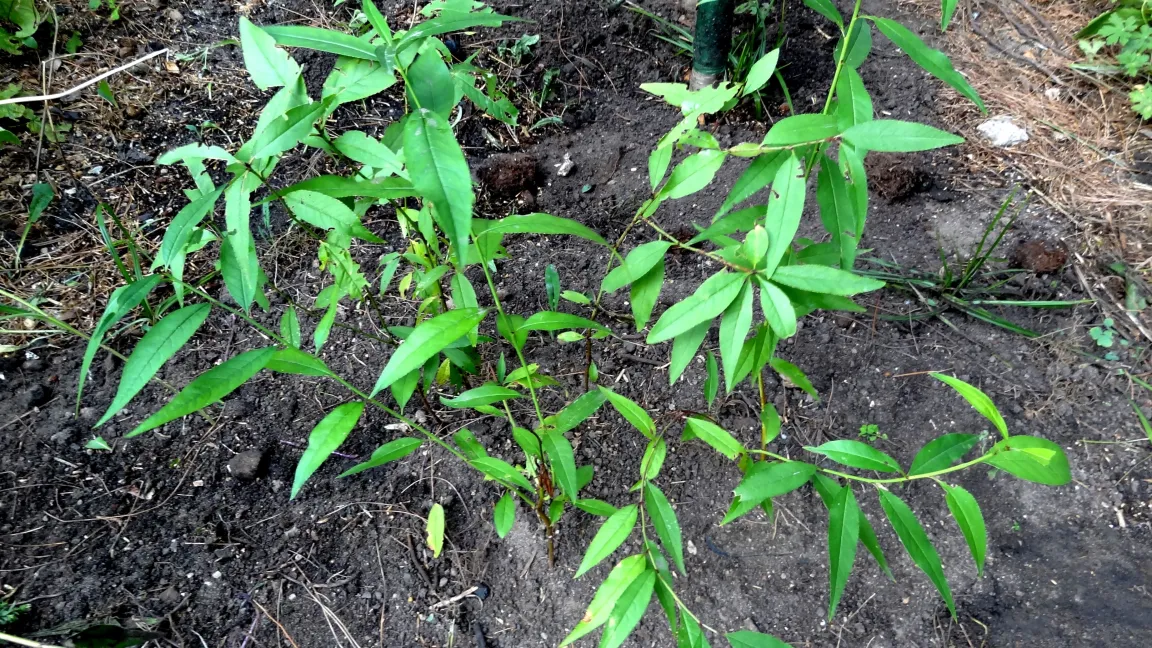 Pfirsichsämlinge "Kernechter vom Vorgebirge". Foto: Klaus Margraf