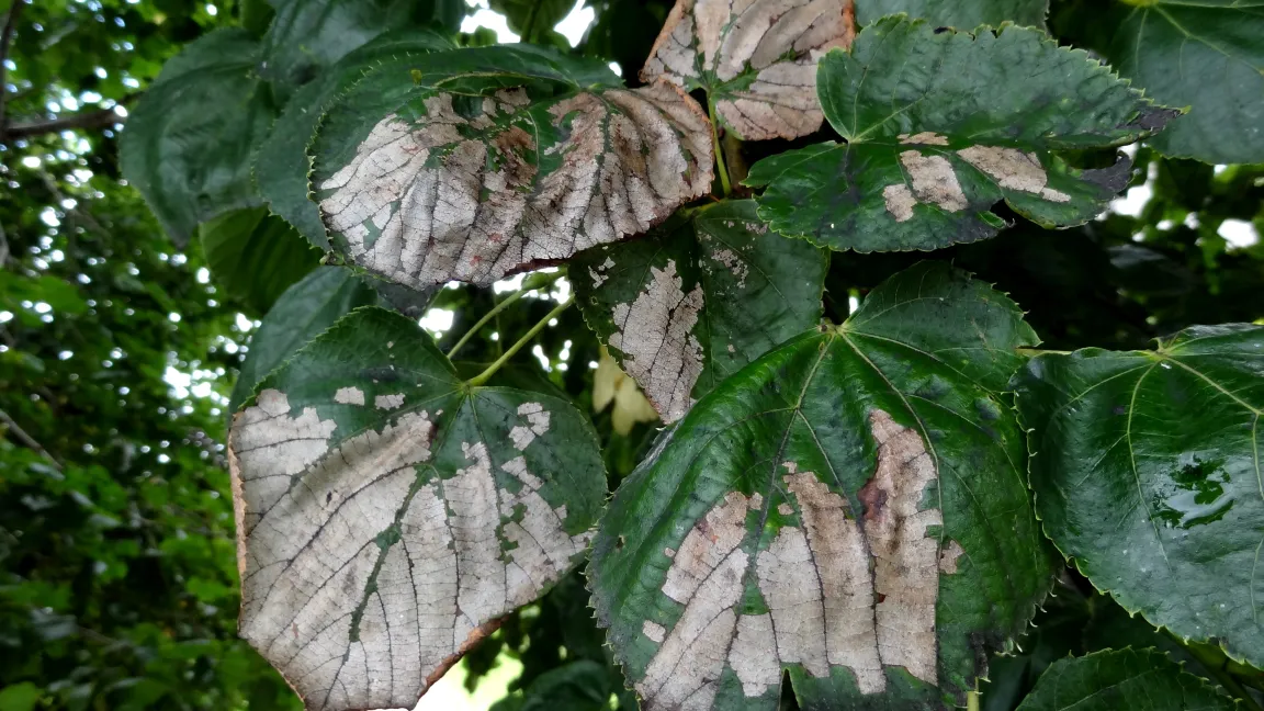 Schabefraß der Lindenblattwespe an Linde. Foto: Klaus Margraf