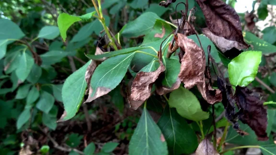 Venturia-Triebsterben. Foto: Klaus Margraf