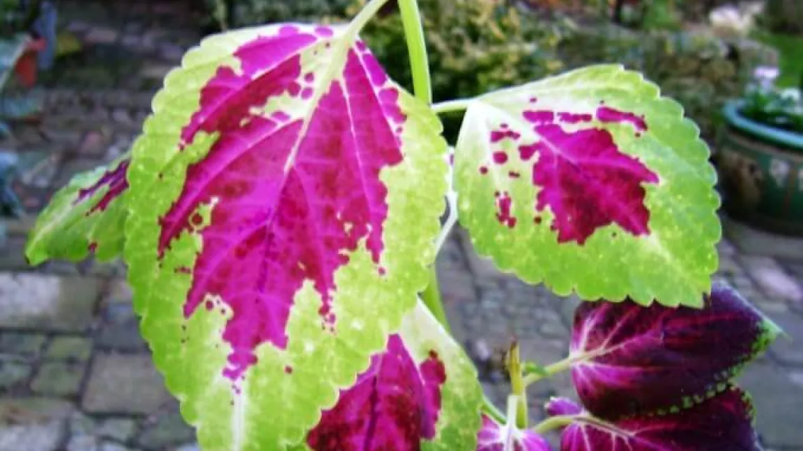 Lichtmangel führt bei der Buntnessel zum Vergrünen. Foto: Klaus Margraf