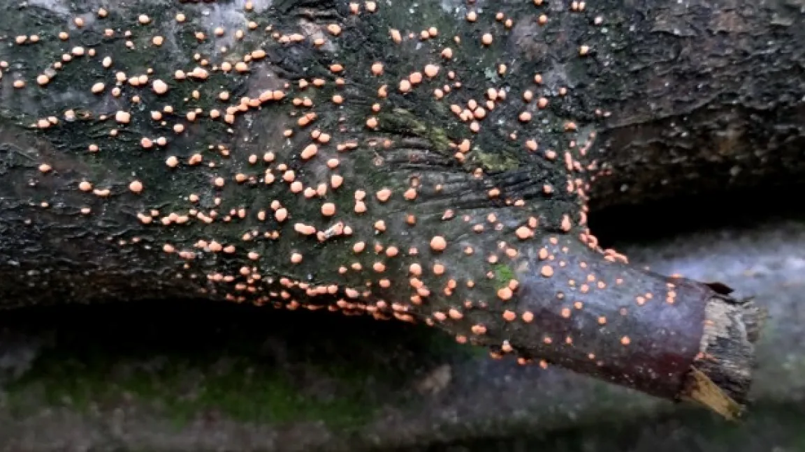 Von der Rotpustelkrankheit befallene Äste werden beim Gesundungsschnitt entfernt. Foto: Klaus Margraf