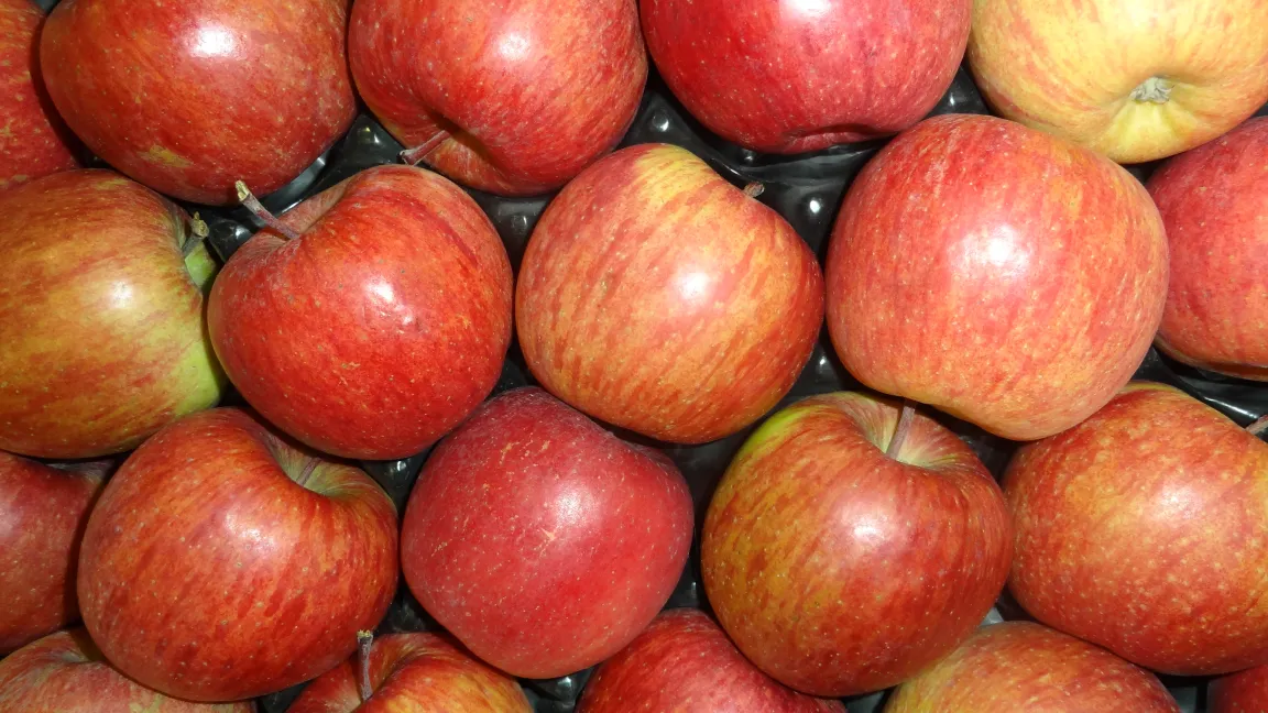 Nur gesunde Äpfel locker und luftig lagern. Foto: Klaus Margraf
