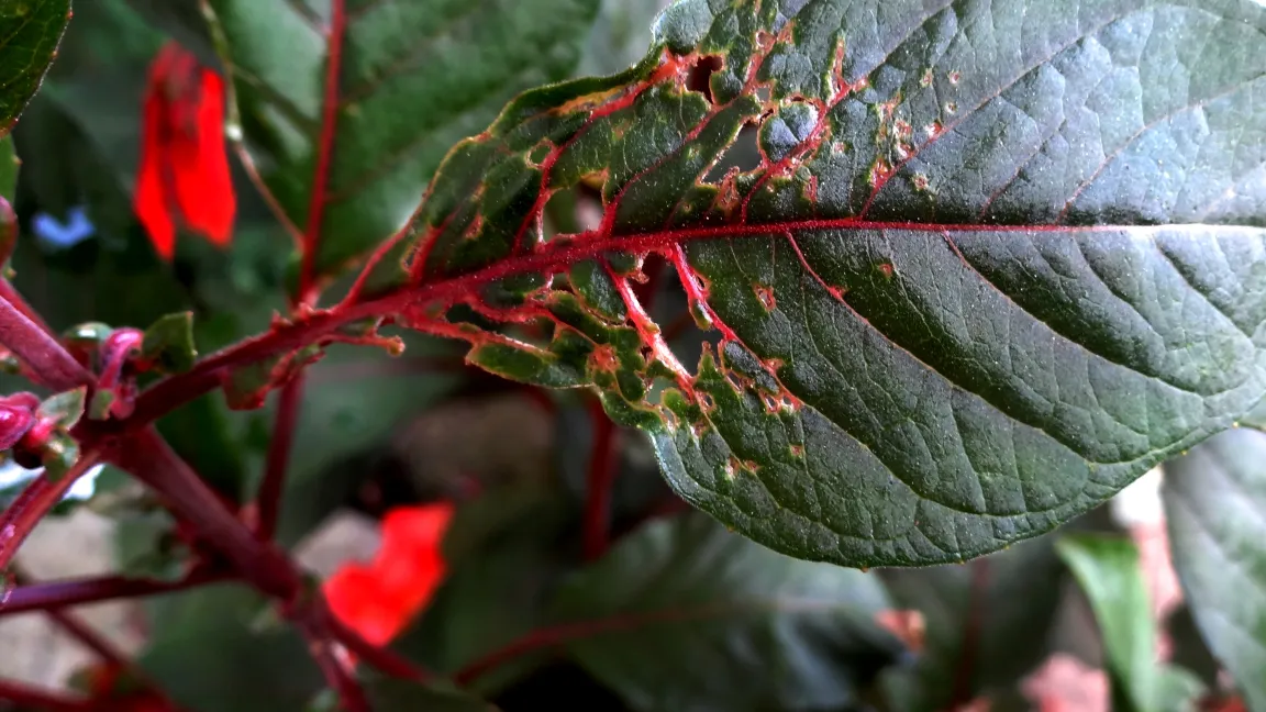 Schäden durch Blattwanzen an Fuchsien. Foto: Klaus Margraf