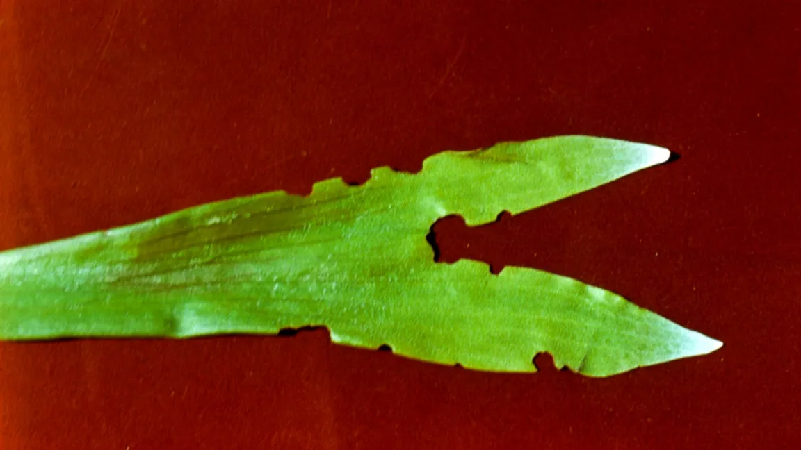 Dickmaulrüsslerfraß an Geweihfarn. Foto: Klaus Margraf