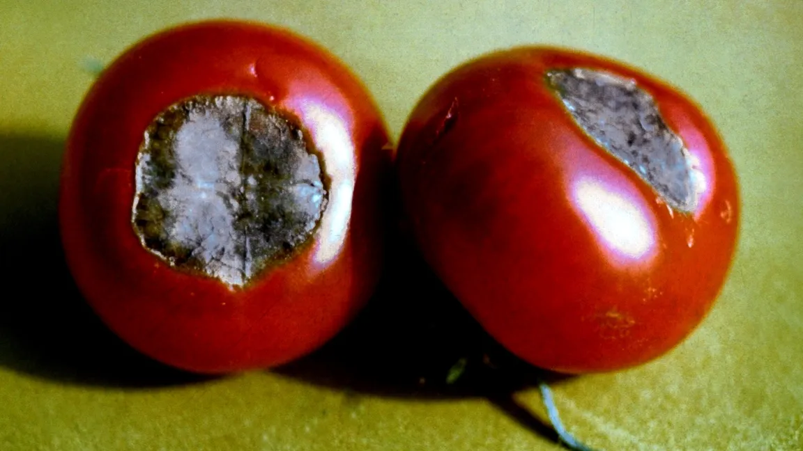Blütenendfäule an Tomaten. Foto: Klaus Margraf