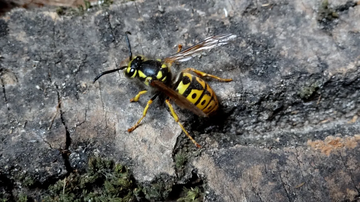 Deutsche Wespe. Foto: Klaus Margraf