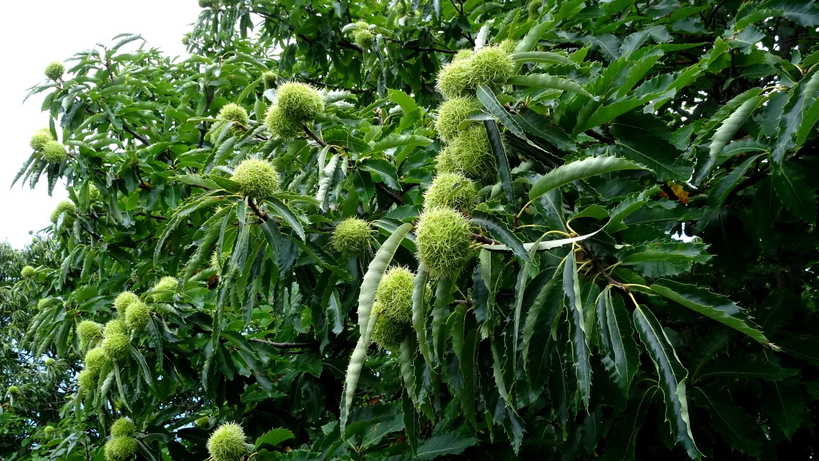 Die Edelkastanie ist eine der bekannten Wildobstarten. Foto: Klaus Margraf