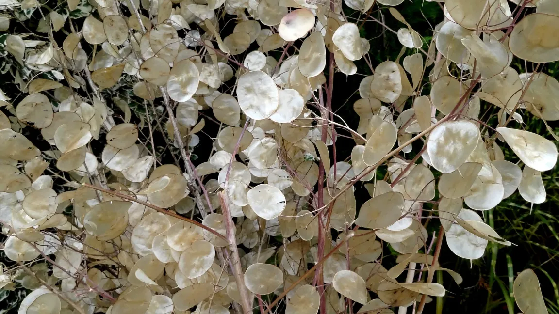 Die silbernen Scheidewände der Mondviole sind die Judassilberlinge. Foto: Klaus Margraf