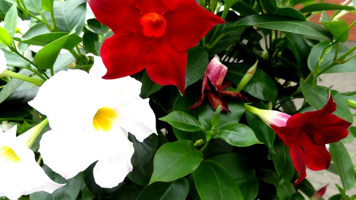 Dipladenien werden durch Schnitt buschig gehalten. Foto: Klaus Margraf