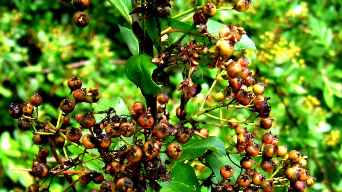 Feuerdornschorf an Früchten. Foto: Klaus Margraf