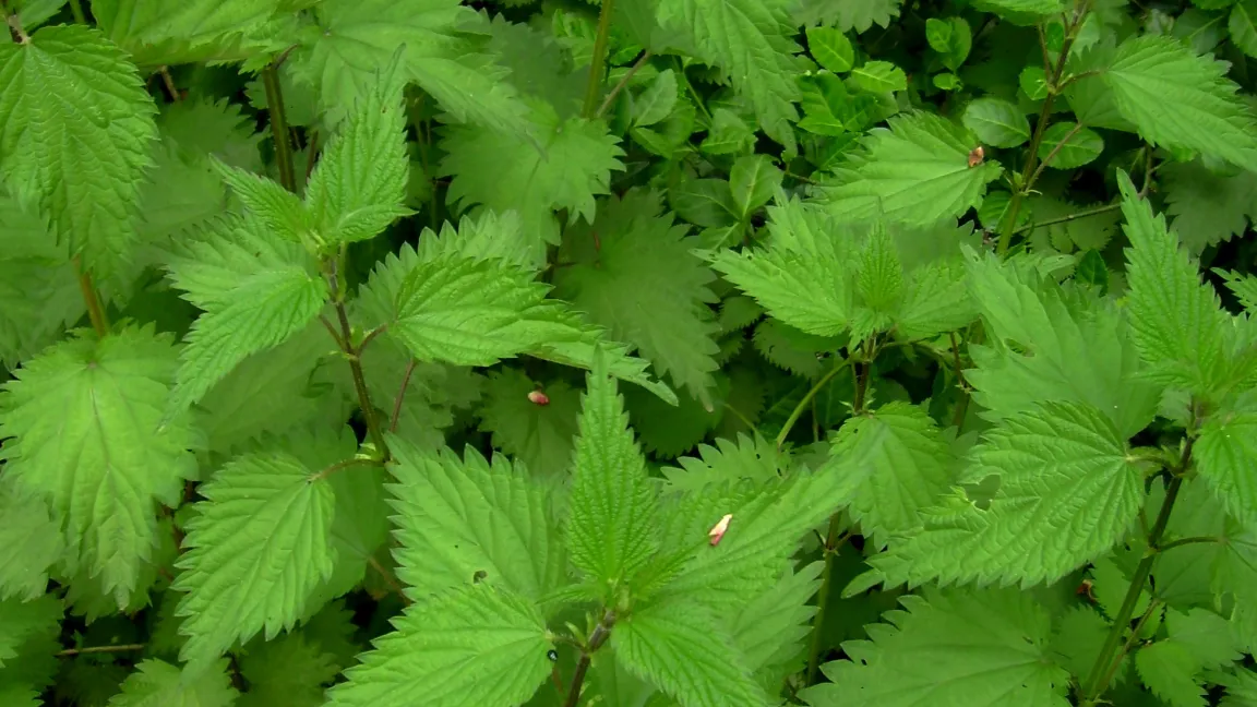Große Brennnessel - Indikation Niere und Blase. Foto: Klaus Margraf