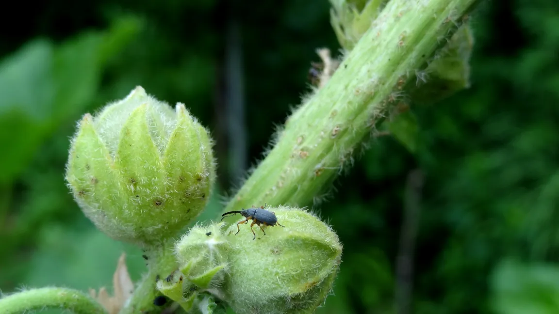 Langrüssliges Stockrosen-Spitzmäuschen. Foto: Klaus Margraf