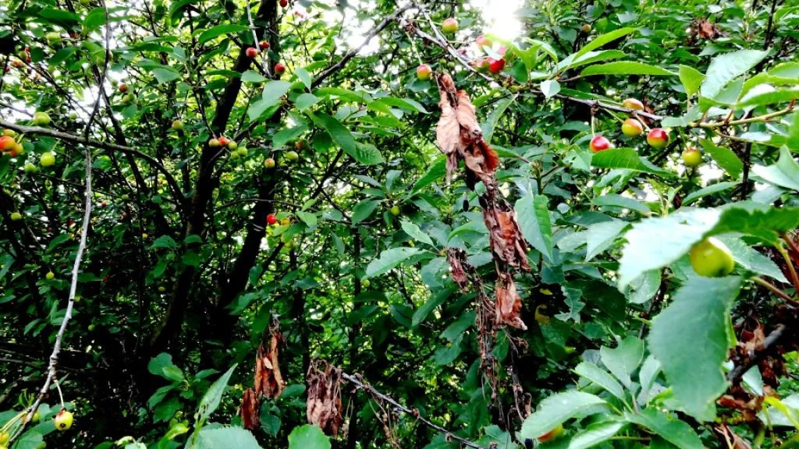 Mangelhafter Schnitt und Monilia-Spitzendürre an Sauerkirsche. Foto: Klaus Margraf