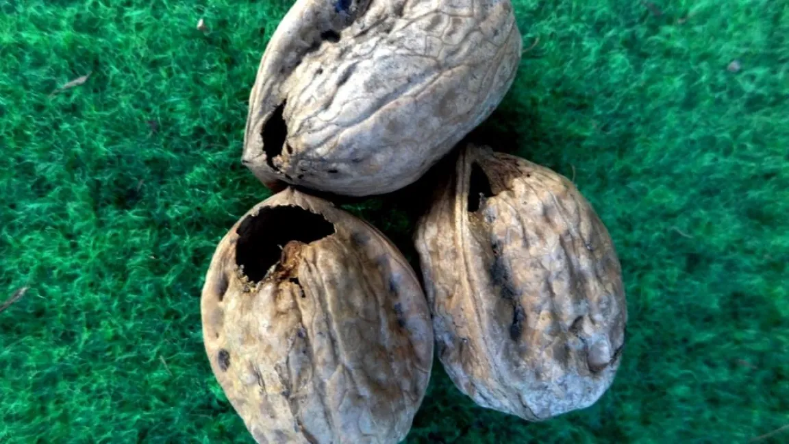 Papier- oder Meisennüsse  sind zur Lagerung nicht geeignet. Foto: Klaus Margraf