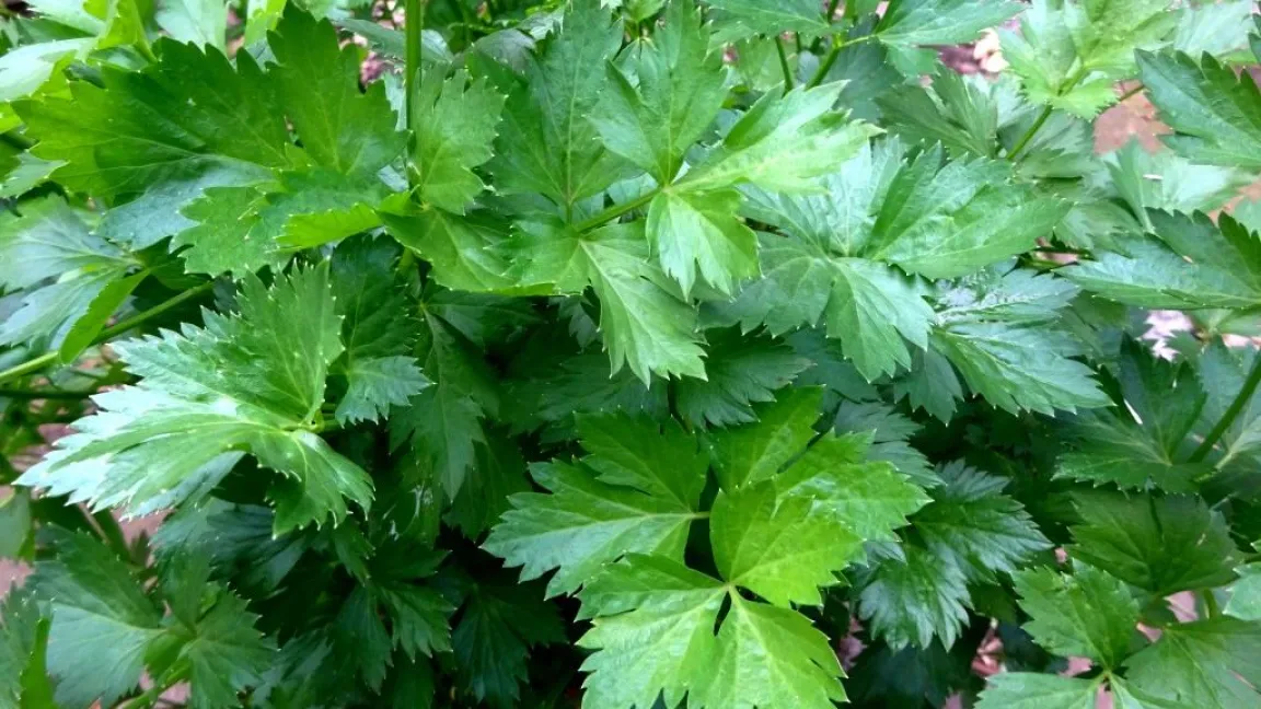 Auch Schnittsellerie ist zum Überwintern geeignet. Foto: Klaus Margraf