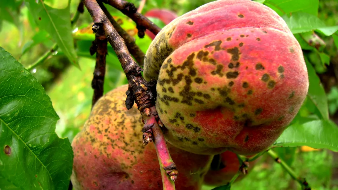 Schorfflecken auf Pfirsichfrüchten. Foto: Klaus Margraf