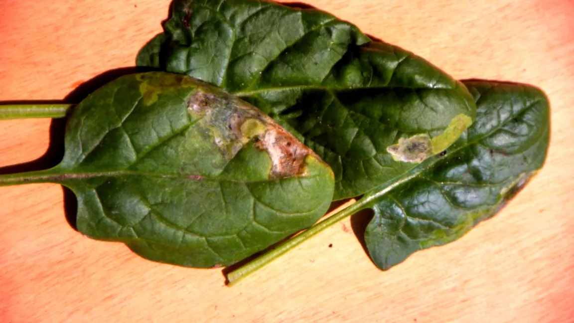 Spinatblätter mit Schäden durch die Rübenfliege. Foto: Klaus Margraf