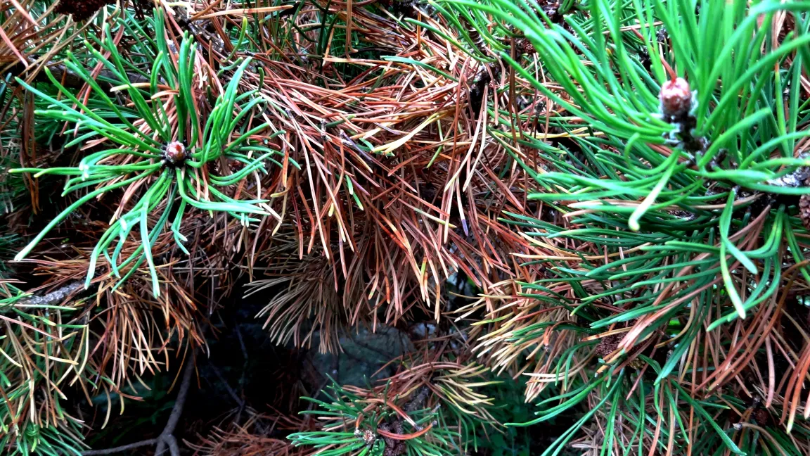Stark ausgeprägter herbstlicher Reinigungsvorgang bei Kiefern. Foto: Klaus Margraf