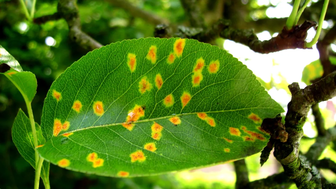 Starker Befall mit Birnengitterrost. Foto: Klaus Margraf