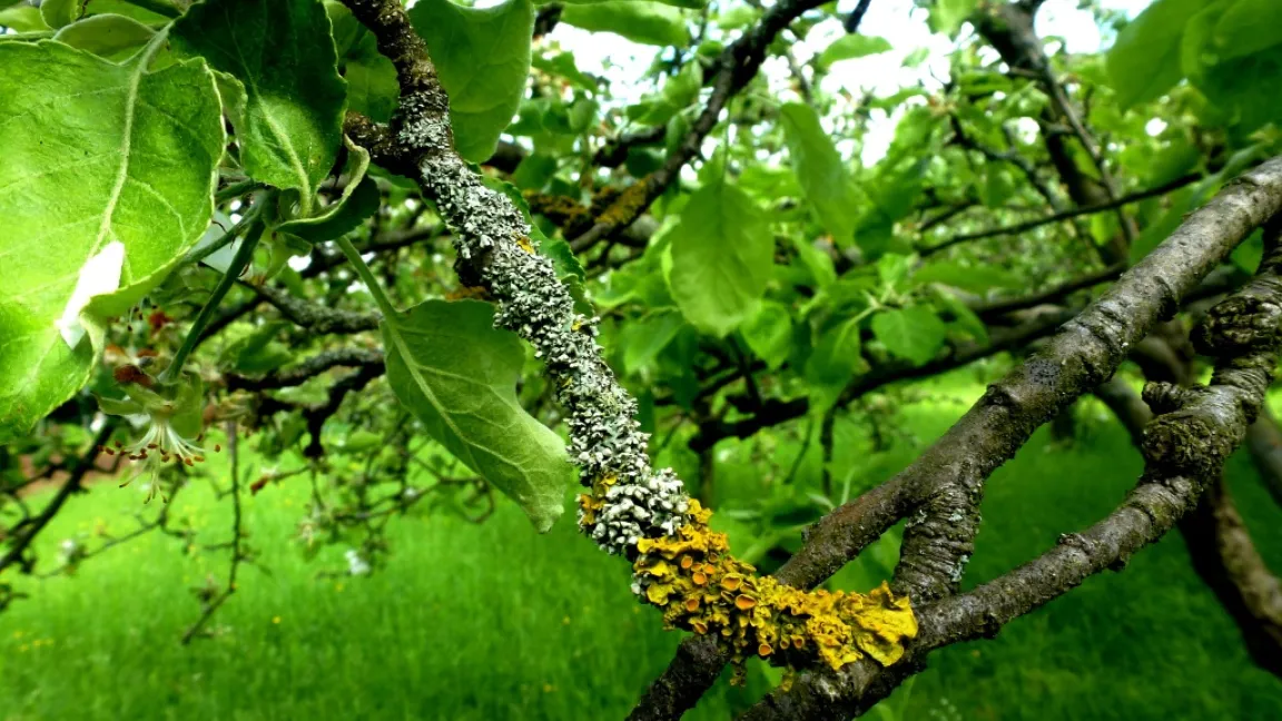 Verschiedene Flechten am Apfelbaum. Foto: Klaus Margraf