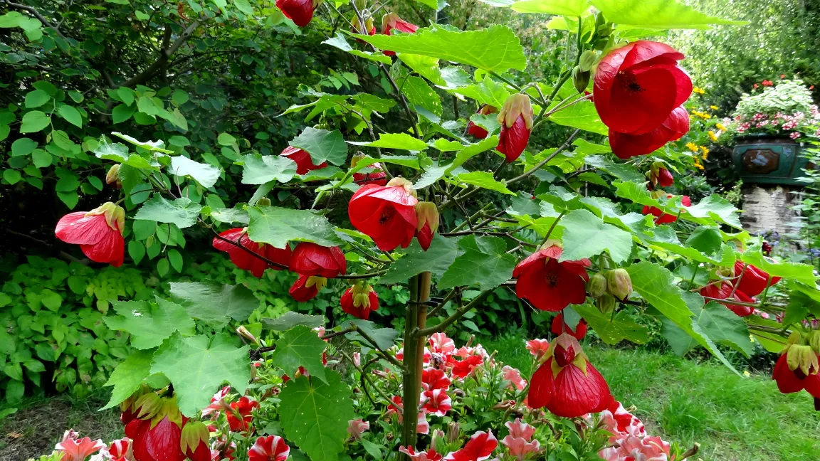 Abutilon als Strukturelement bei einer Kübelbepflanzung. Foto: Christine Margraf