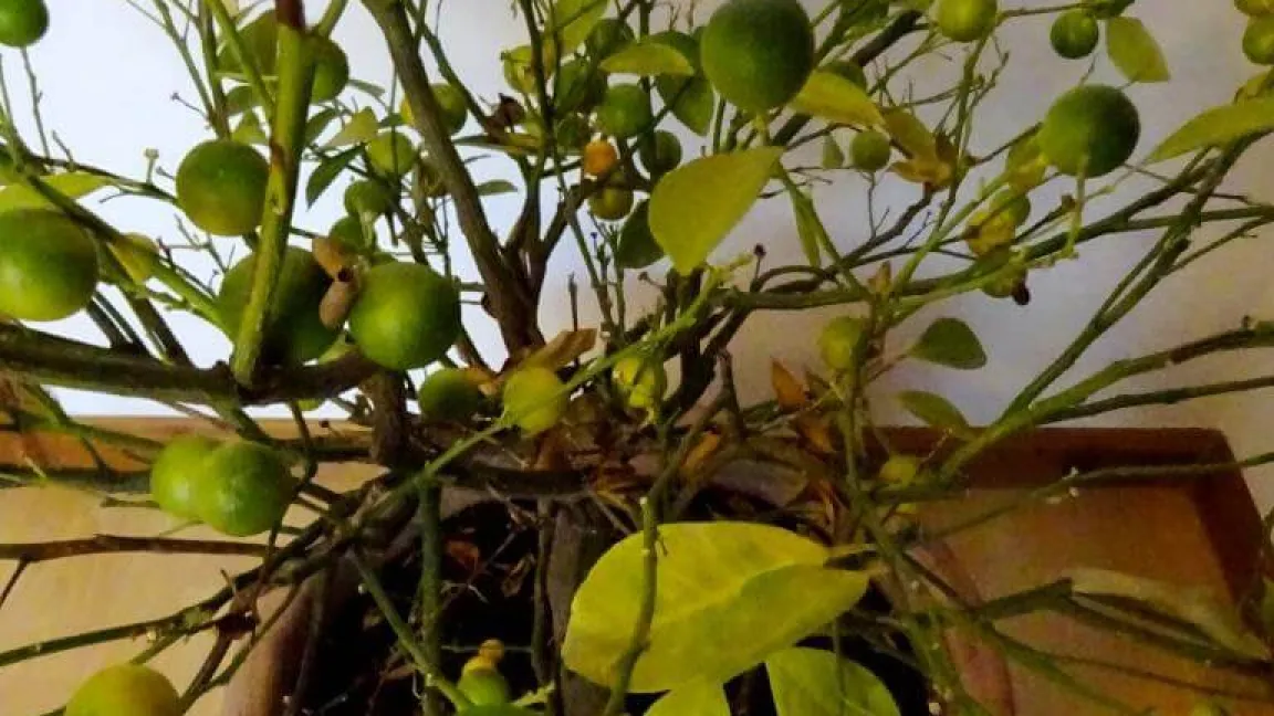 Das Zitrusbäumchen verliert bei zu wenig Licht seine Blätter. Foto: Klaus Margraf