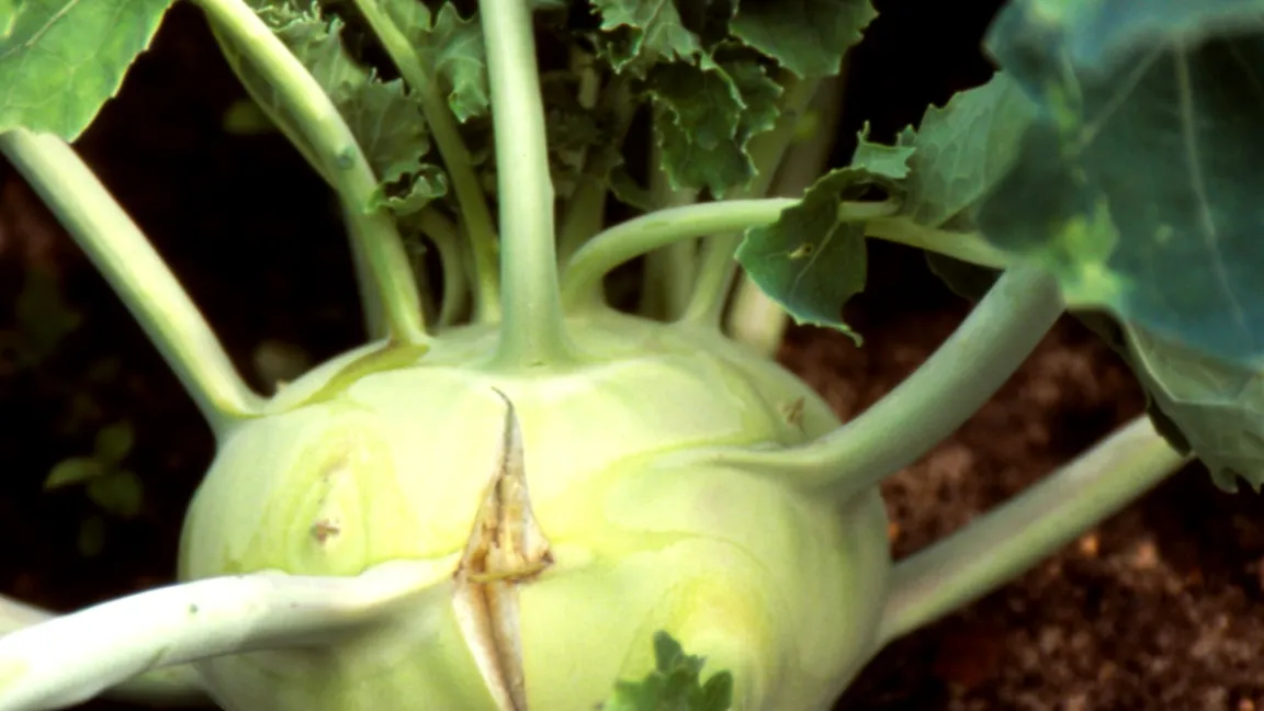 Kohlrabi beginnt zu platzen. Foto: Klaus Margraf