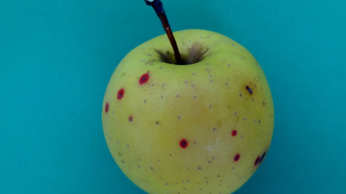 Die Ursachen von Lentizellenröte sind Stoffwechselstörungen und ungünstige Witterungsverhältnisse. Sie tritt vorwiegend bei hellschaligen Sorten auf. Foto: Klaus Margraf