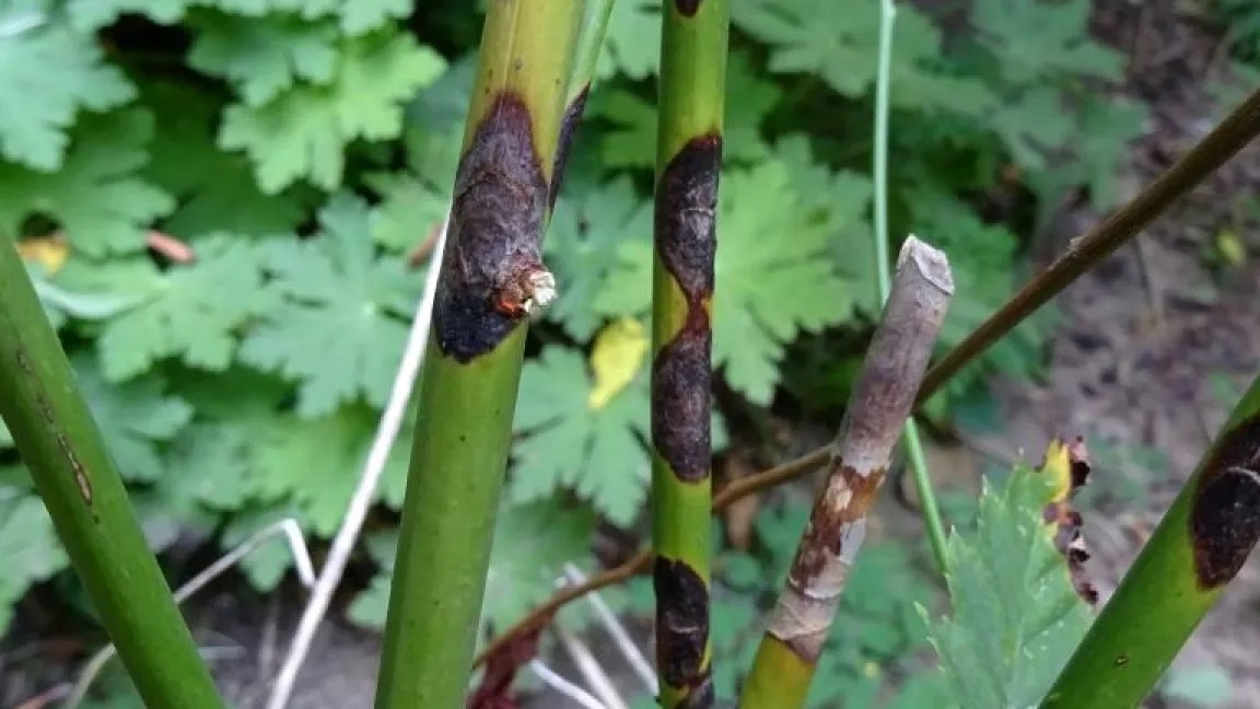 Rindenflecken an Trieben. Foto: Klaus Margraf