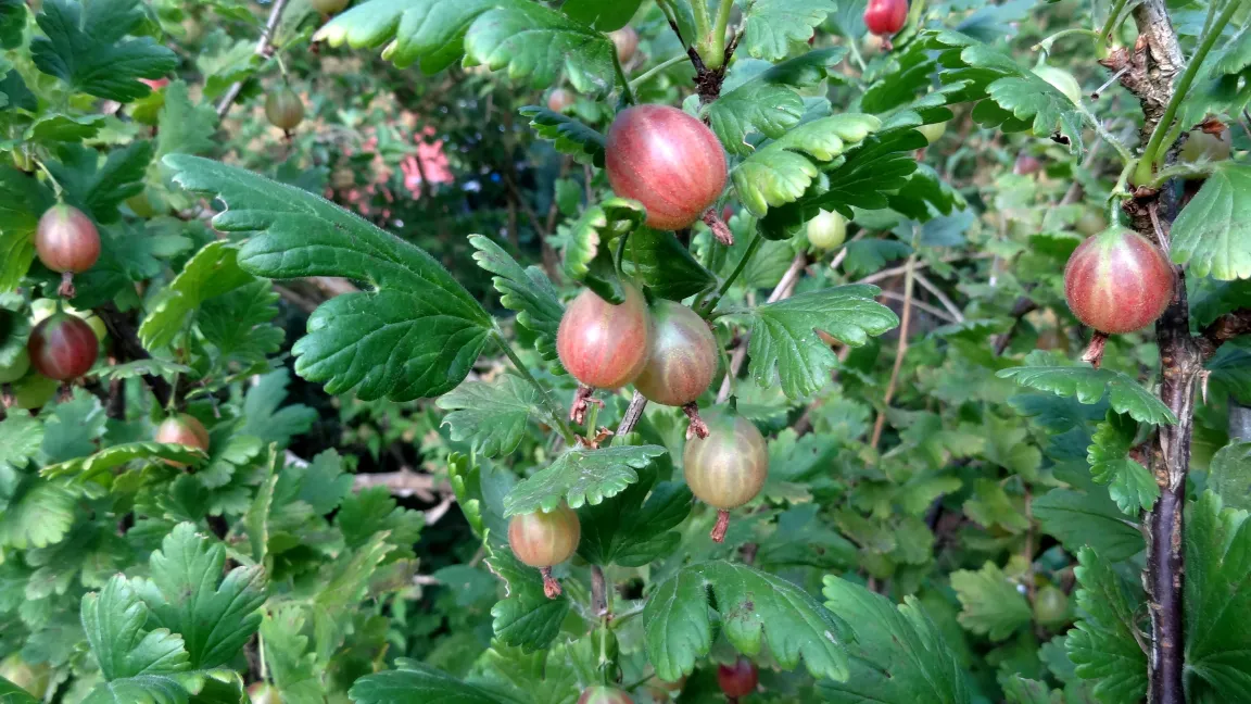 Stachelbeere "Rokula" - gering anfällig gegen Mehltau und Blattfall. Foto: Klaus Margraf
