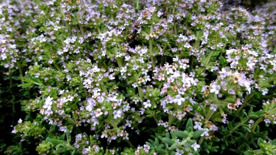 Thymian - Indikation Mund und Rachen, Erkältung. Foto: Klaus Margraf