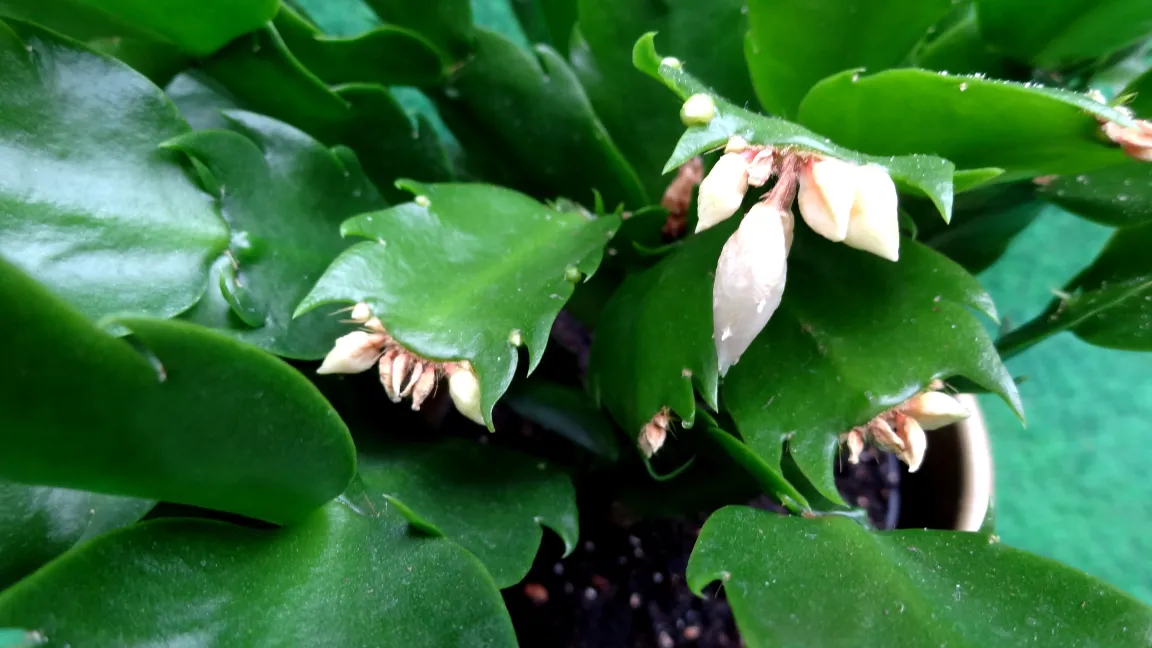 Bei einer nicht optimalen Pflege können Blütenknospen vertrocknen und abfallen. Foto: Klaus Margraf