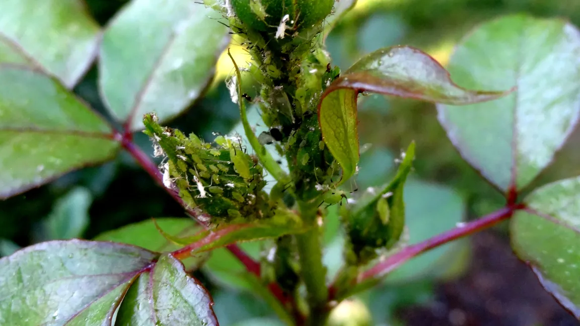 Blattläuse an Rosen. Foto: Klaus Margraf