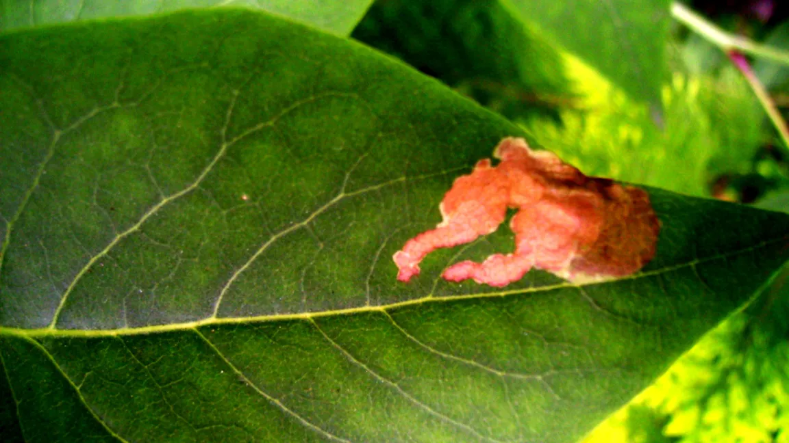 Schäden durch die Fliederminiermotte. Foto: Klaus Margraf