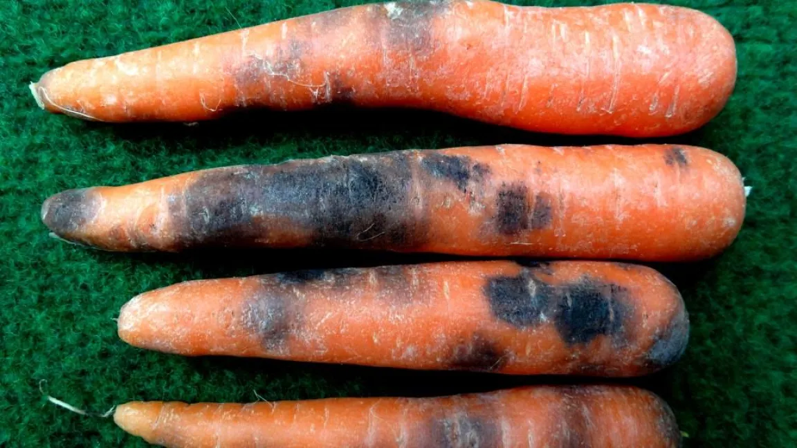 Schwarzfäule an Möhren. Foto: Klaus Margraf