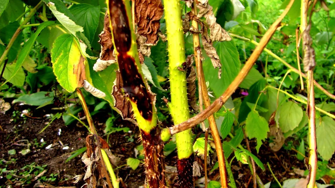 Triebschäden durch das Himbeerrutensterben. Foto: Klaus Margraf