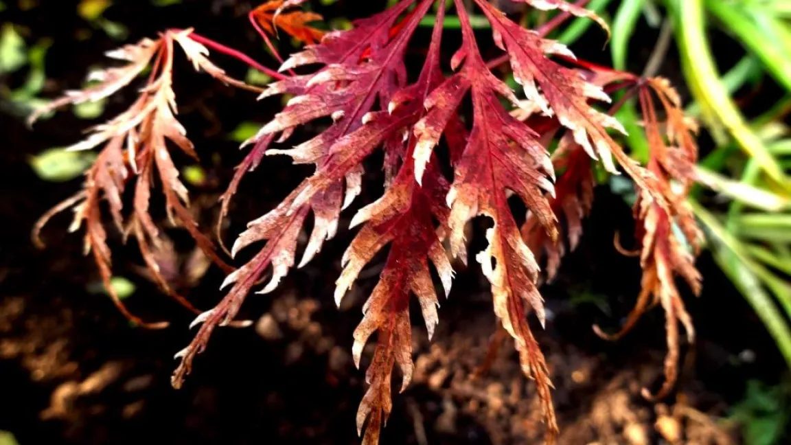 Vertrocknen der Blätter am Fächerahorn. Foto: Klaus Margraf
