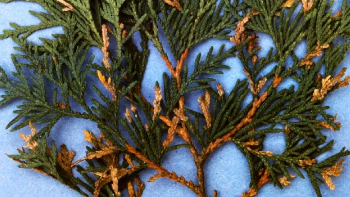 Von der Lebensbaumminiermotte befallener Thujazweig. Foto: Klaus Margraf