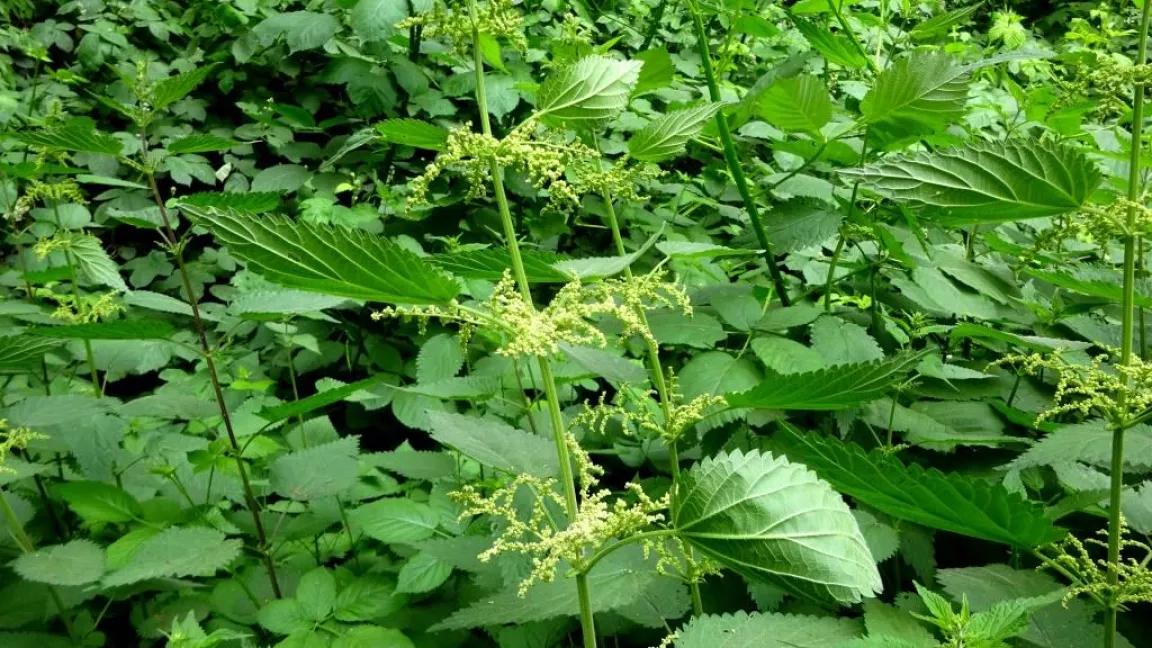 Männliche Pflanze der Brennnessel. Foto: Klaus Margraf