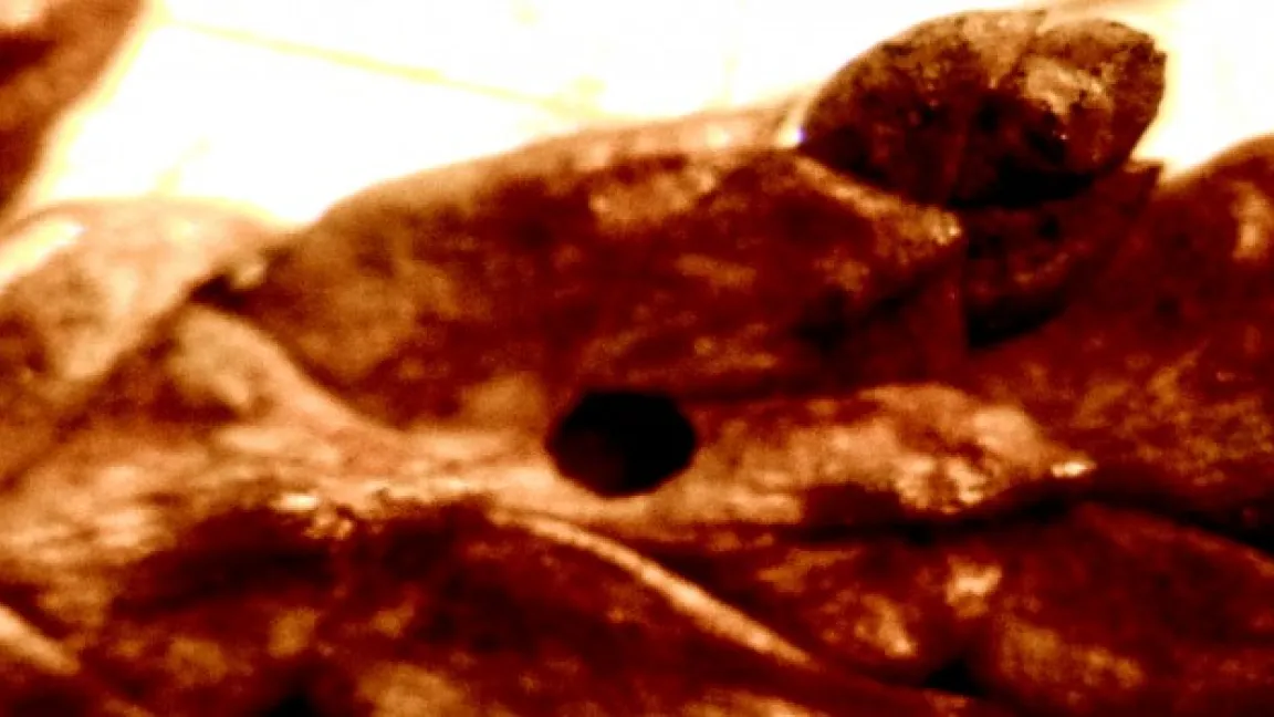 Ausbohrloch von Larven der Lebensbaumminiermotte. Foto: Klaus Margraf