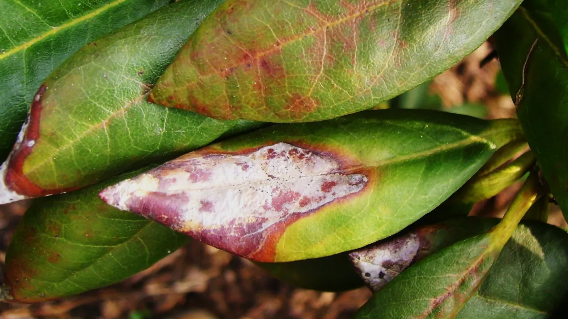Blattschäden durch Phyllosticta maxima am Rhododendron. Foto: Klaus Margraf