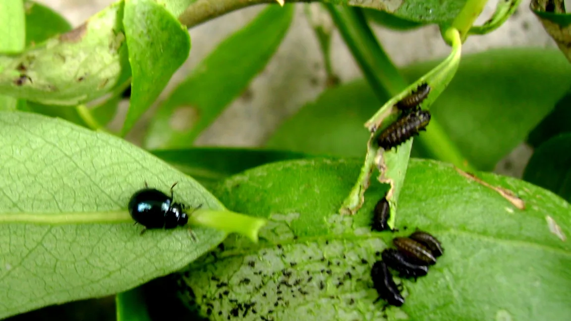 Blauer Weidenblattkäfer mit Larven. Foto: Klaus Margraf