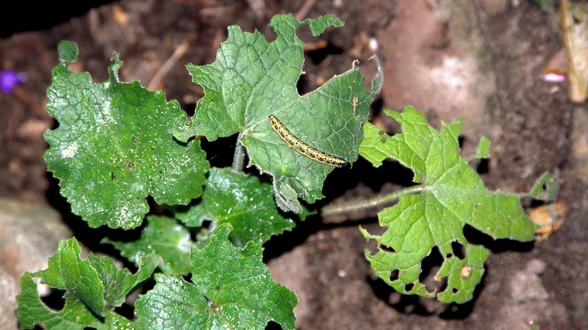 Fraß von Kohlweißlingsraupen an Mondviole. Foto: Klaus Margraf