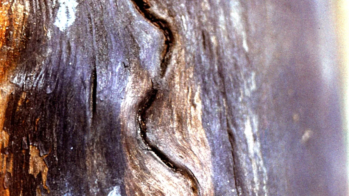 Fraßschäden des Birnbaumprachtkäfers. Foto: Klaus Margraf