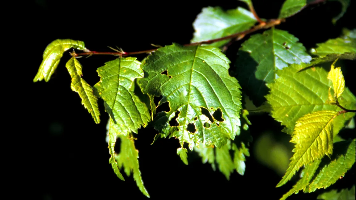 Fraßschäden durch den Frostspanner. Foto: Klaus Margraf