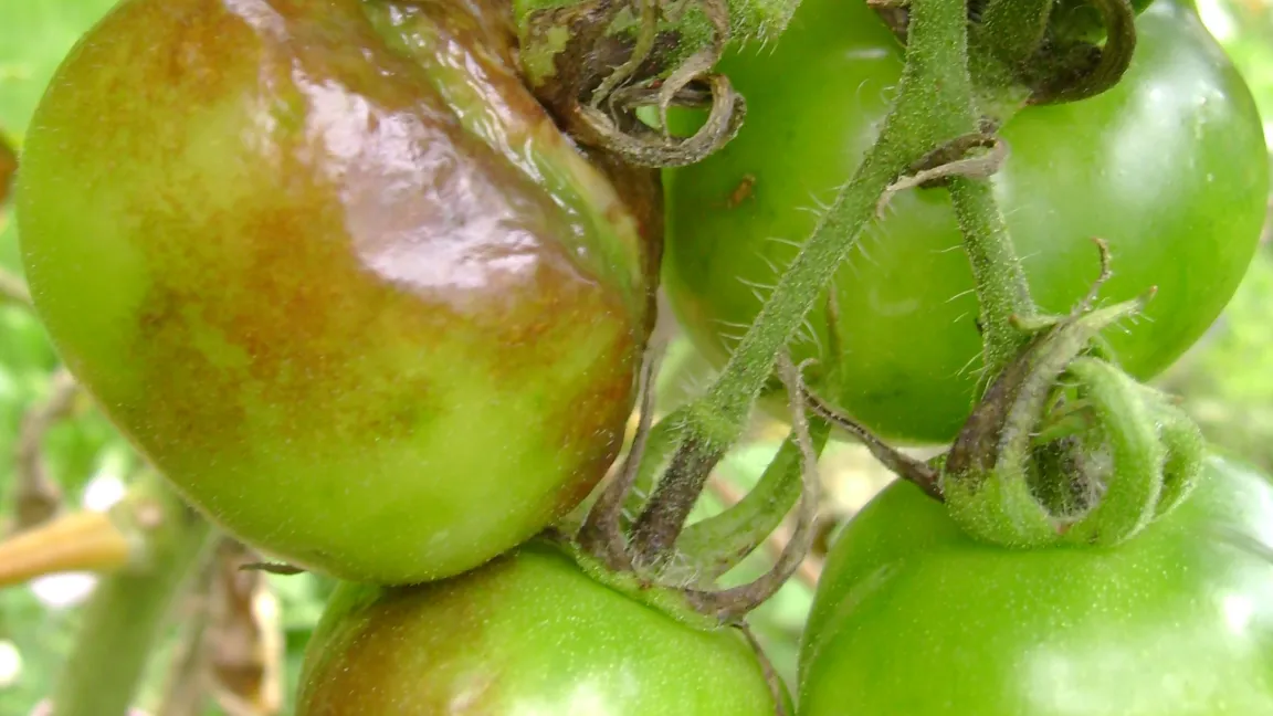 Phytophthora an Tomaten. Foto: Klaus Margraf