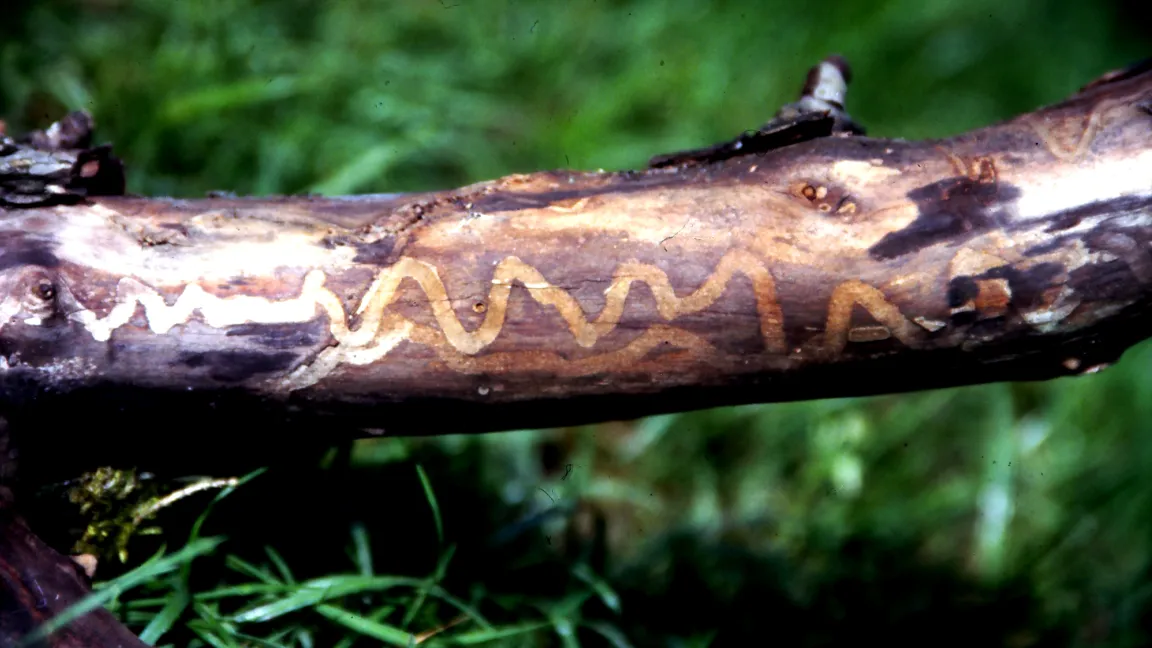 Ein schönes Muster: Fraßbild, verursacht durch den Bunten Kirschbaum-Prachtkäfer. Foto: Klaus Margraf