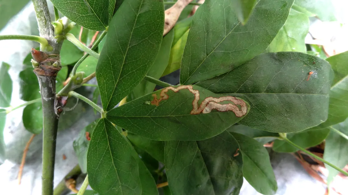 Minierfliegengang. Foto: Klaus Margraf