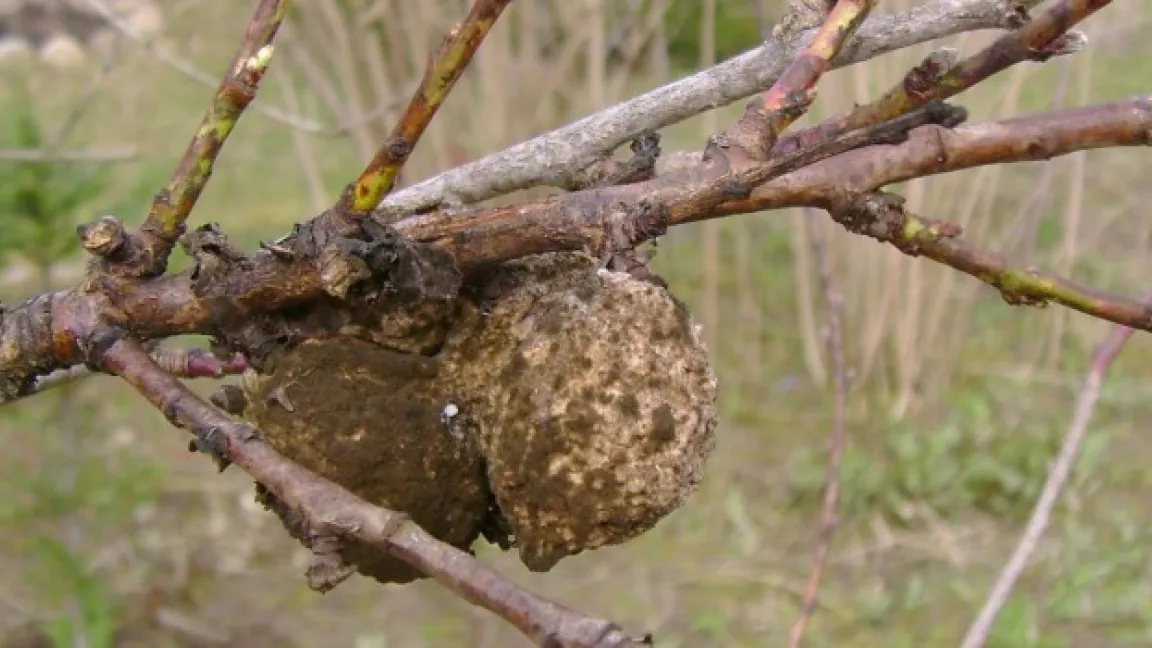 Monilia-Fruchtmumien des Pfirsichs sind beim Baumschnitt zu erkennen. Foto: Klaus Margraf